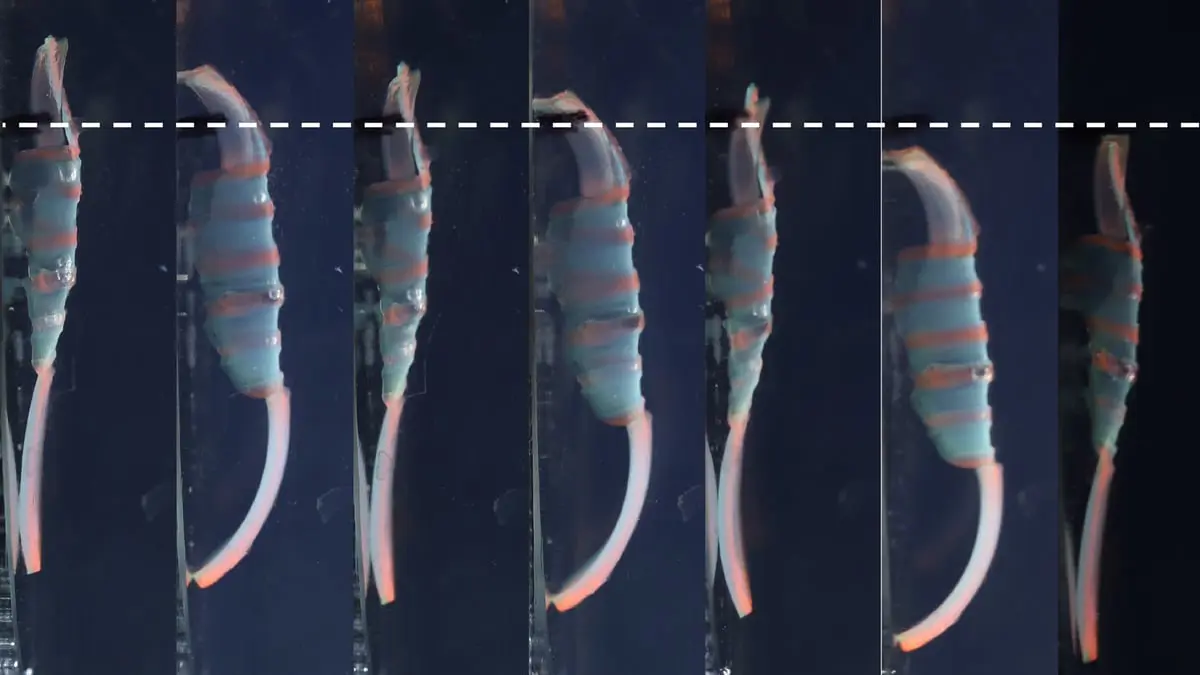 الأول من نوعه.. "روبوت دودة" للاستخدامات الطبية والبيئية