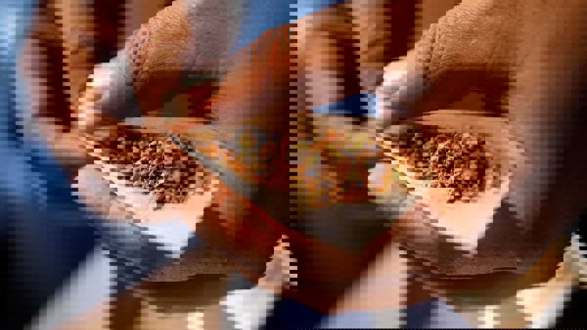 مالطا أول دولة أوروبية تسمح بالاستعمال الشخصي للحشيش