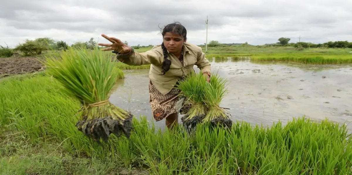 بعد قرار تقليص زراعة الأرز في مصر.. توقعات بوصول سعر الكيلو غرام الواحد إلى 30 جنيهًا