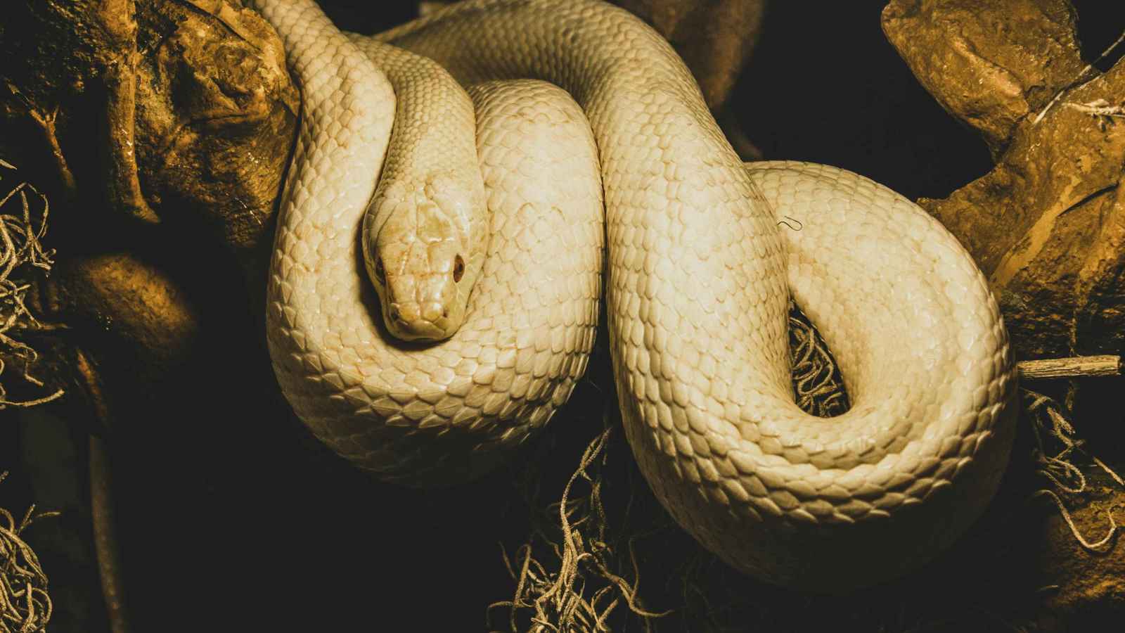 لماذا تمتنع الثعابين عن اللدغ أثناء السبات الشتوي؟