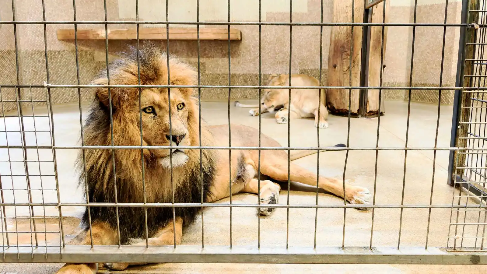 30 ثانية من الرعب.. أسد يهاجم طفلة داخل حديقة حيوانات (فيديو)