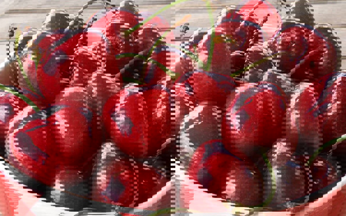  هل يواجه نوى الكرز الحامض الشيخوخة؟