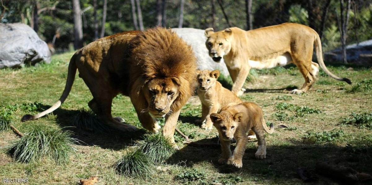 حيوانات مفترسة تهرب من حديقة في ألمانيا