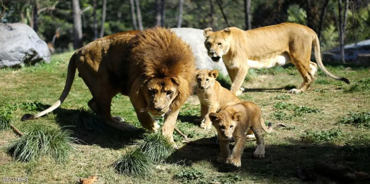 حيوانات مفترسة تهرب من حديقة في ألمانيا