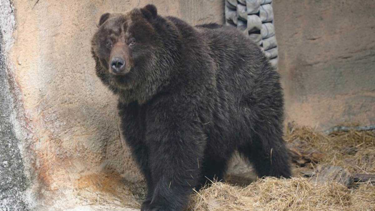 رحيل الدبة "تشياو الصغيرة" بالقتل الرحيم بعد تدهور صحتها