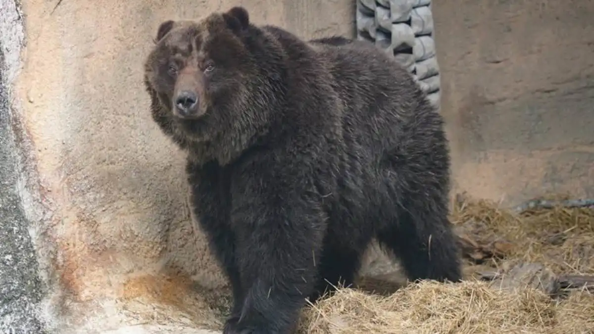 رحيل الدبة "تشياو الصغيرة" بالقتل الرحيم بعد تدهور صحتها