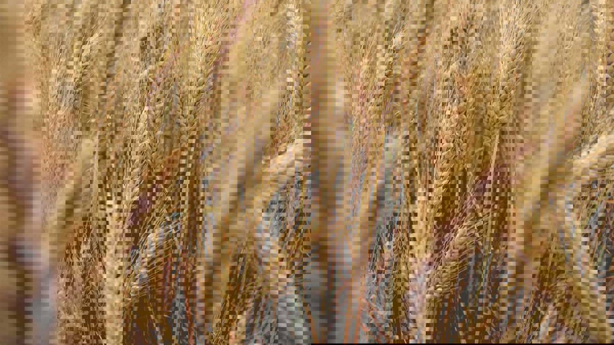 بعد عقوبات الغرب.. روسيا تتجه بمنتجاتها الزراعية للأسواق الأفريقية