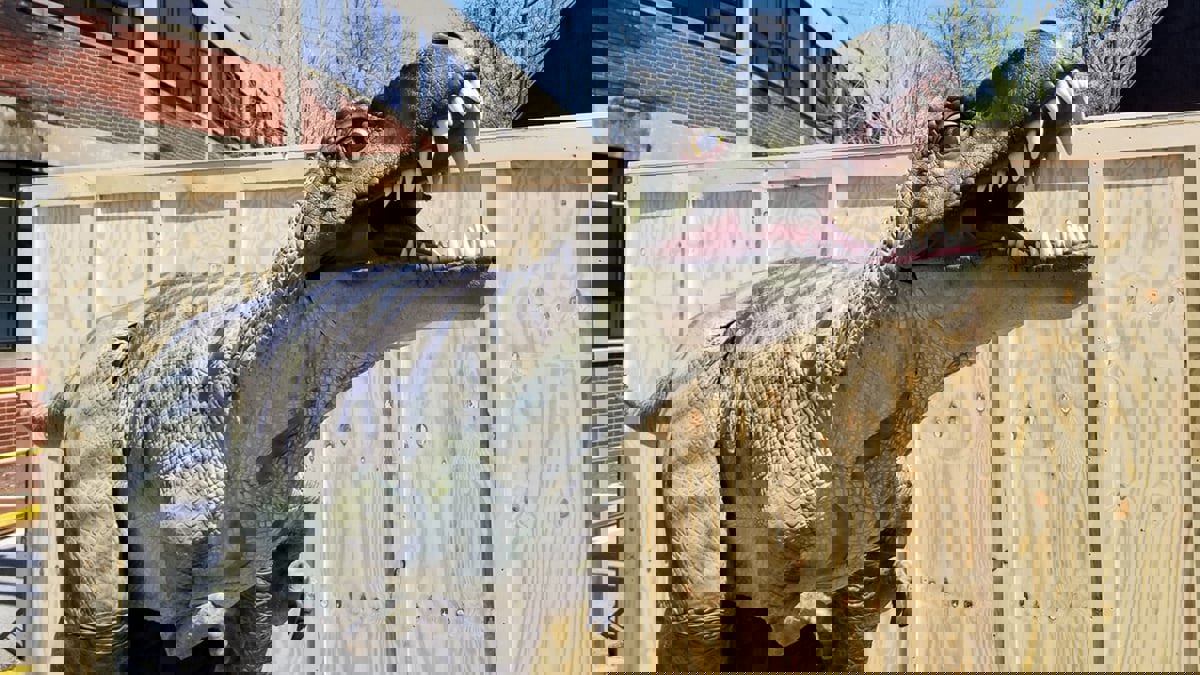 مشاركة قياسية في "سباق الديناصورات" بواشنطن (فيديو)