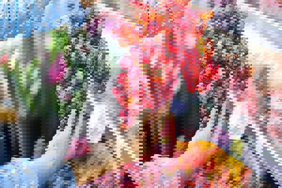 لماذا لا يُنصح بتقشير العنب الأحمر قبل أكله؟