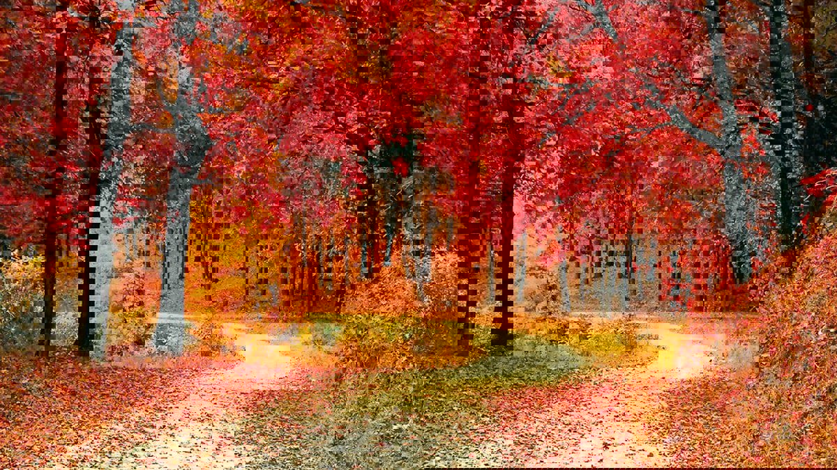 من أرخبيل اليابان إلى تلال إسكتلندا.. وجهات مفضلة لسياحة الخريف