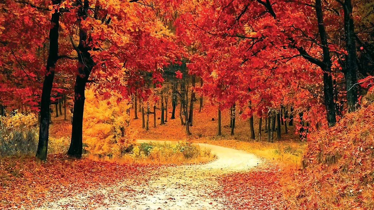 من أرخبيل اليابان إلى تلال إسكتلندا.. وجهات مفضلة لسياحة الخريف