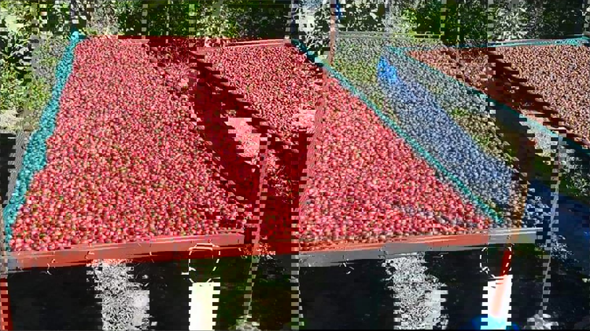 أزمة القهوة العالمية تعطي "قبلة الحياة" لصناعة البن اليمني