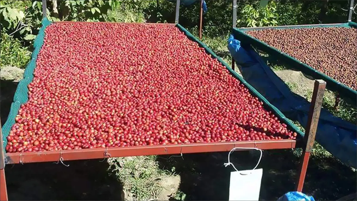 أزمة القهوة العالمية تعطي "قبلة الحياة" لصناعة البن اليمني