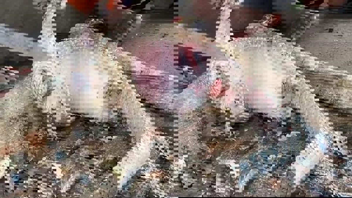 على غرار ووهان.. سوق حيوانات في نيجيريا يثير الرعب من فيروس إفريقي جديد (صور)