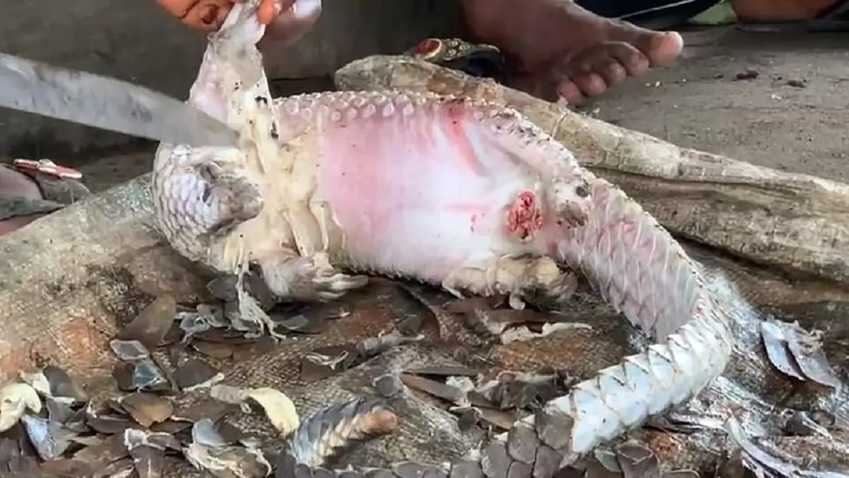 على غرار ووهان.. سوق حيوانات في نيجيريا يثير الرعب من فيروس إفريقي جديد (صور)