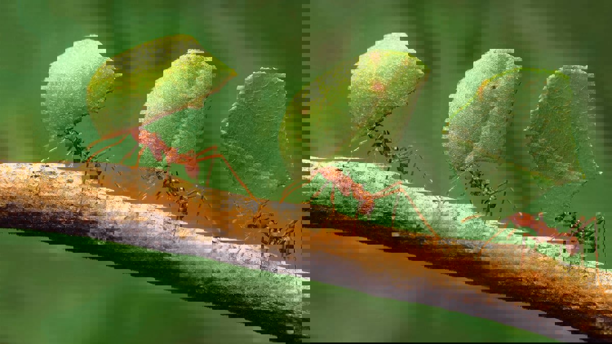 كم عدد النمل على الأرض؟ وكم تتوقعون وزنها الإجمالي؟