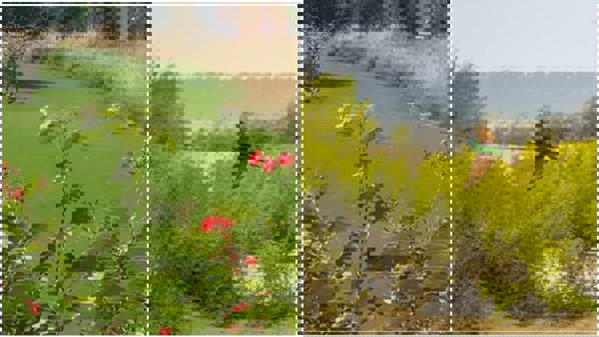 تعرف على أبرز المحميات الطبيعية في الإمارات