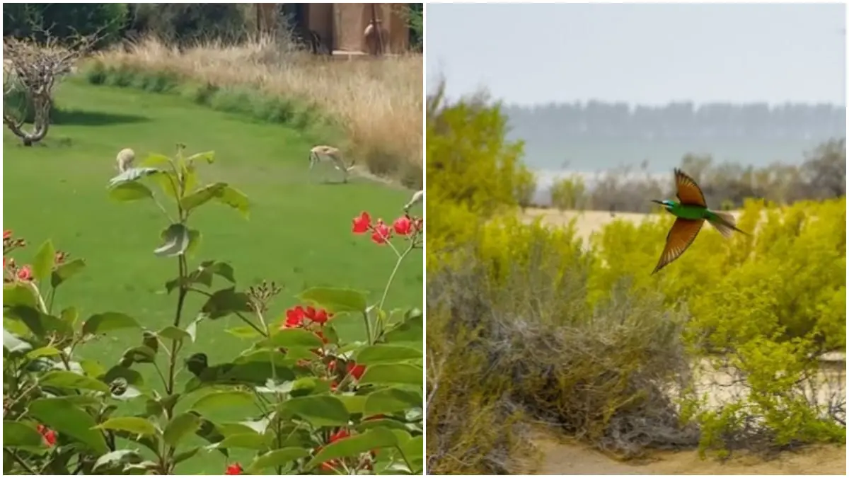 تعرف على أبرز المحميات الطبيعية في الإمارات