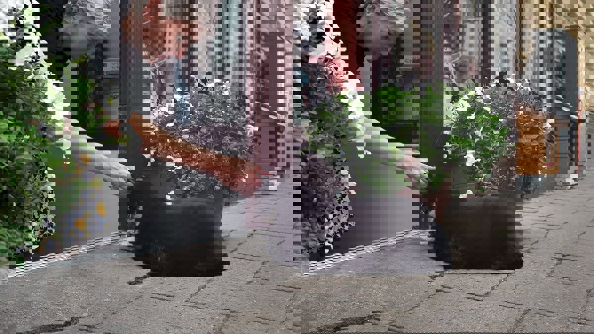 قط سمين يصبح أهم عناصر الجذب السياحي في هذه الدولة
