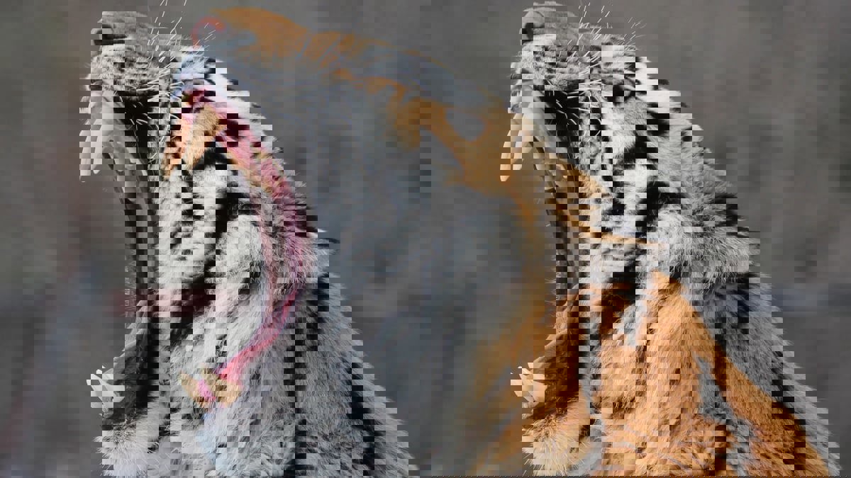 باكستان.. إغلاق حديقة حيوانات بعدما قتلت نمورها رجلا