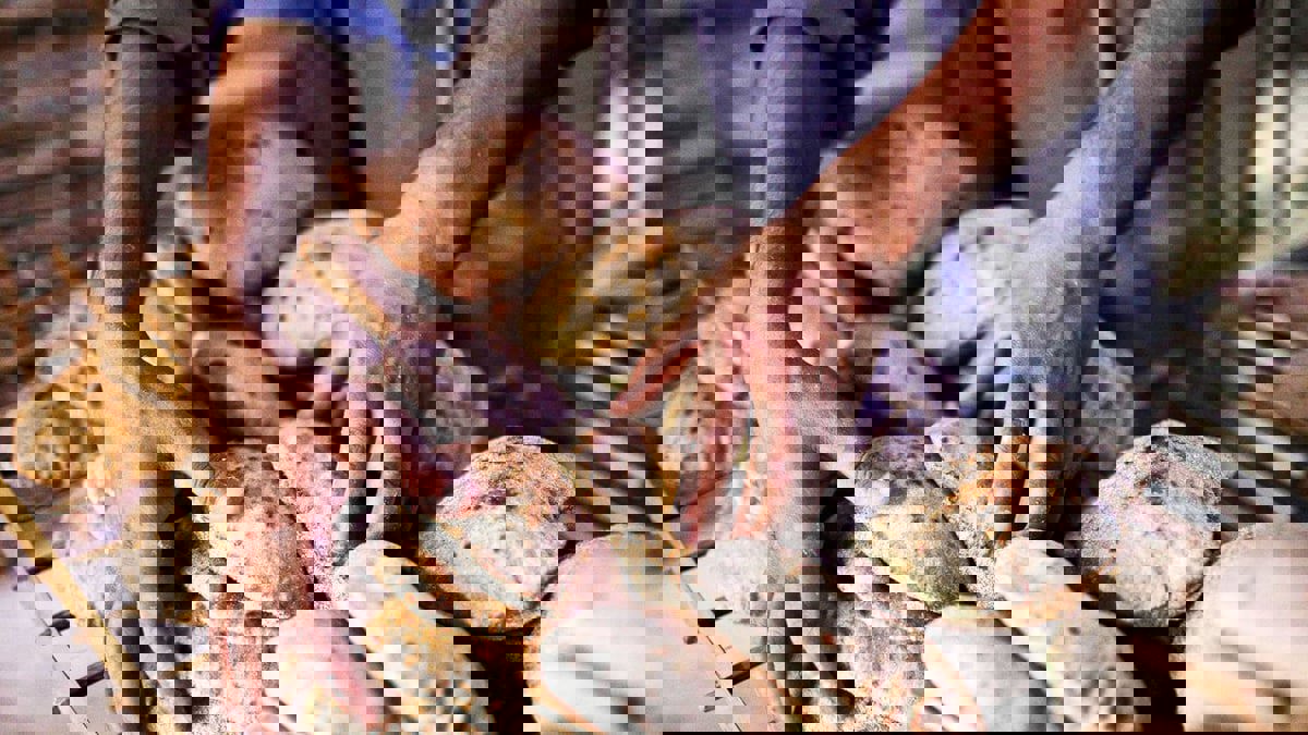 السلامة الغذائية والسياسة