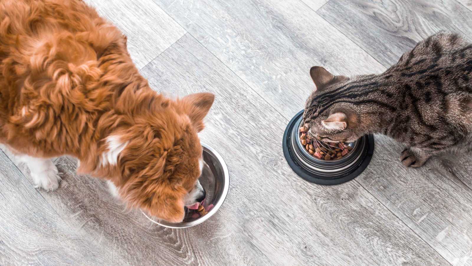 امرأة تواجه "قلقها الاجتماعي" بإنقاذ القطط الضالة 