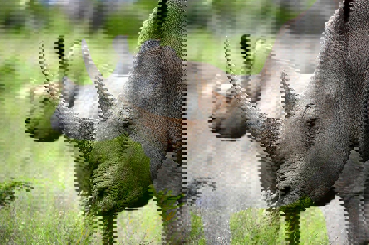 ما سبب حقن قرون وحيد القرن بمواد مشعة في جنوب أفريقيا؟