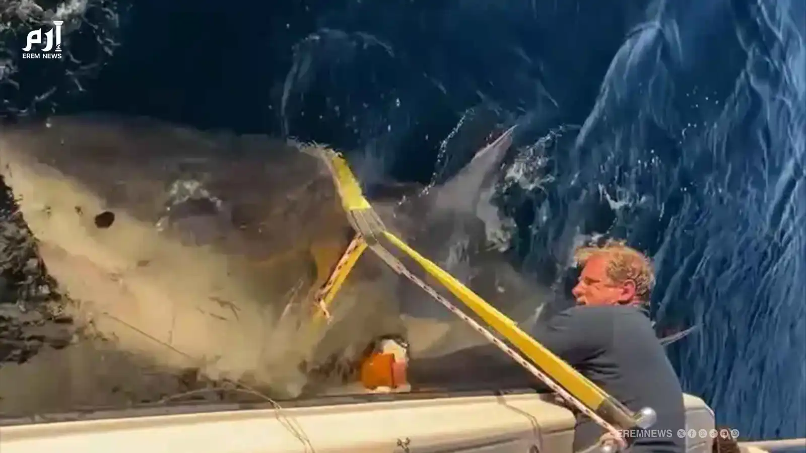 أكبر قرش أبيض ذكر في العالم.. تحركٌ غامض يربك العلماء (فيديو إرم)