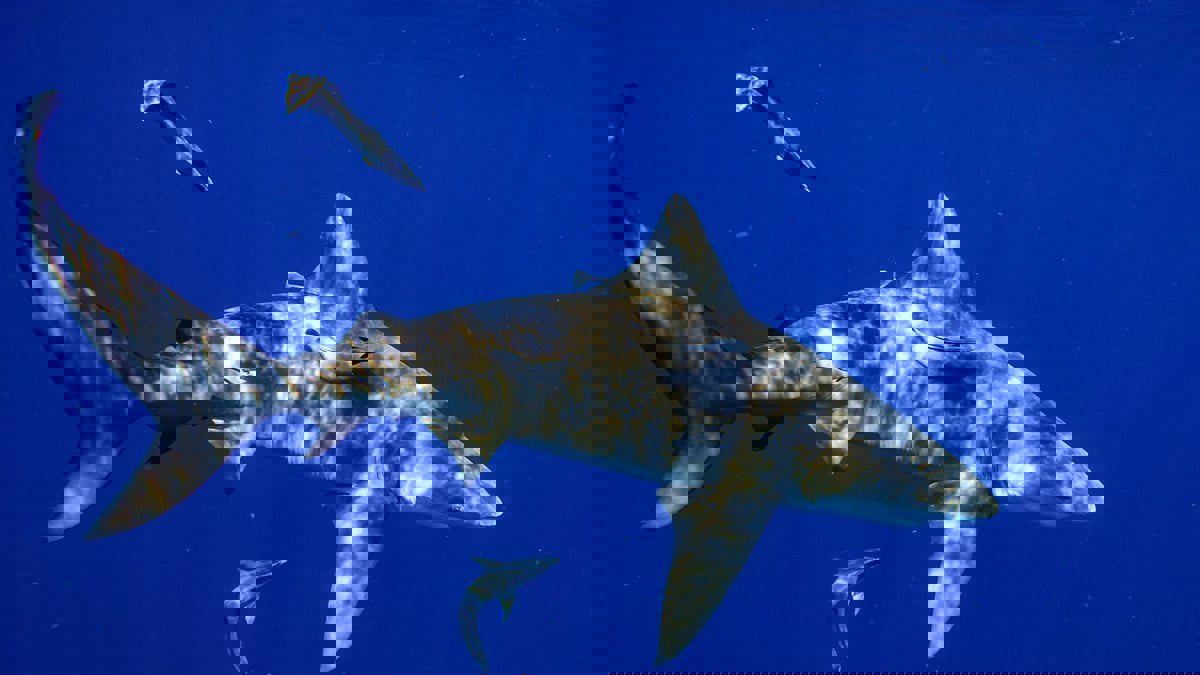 فلوريدا.. طفل ينجو بأعجوبة من سمكة قرش ويفقد ساقه