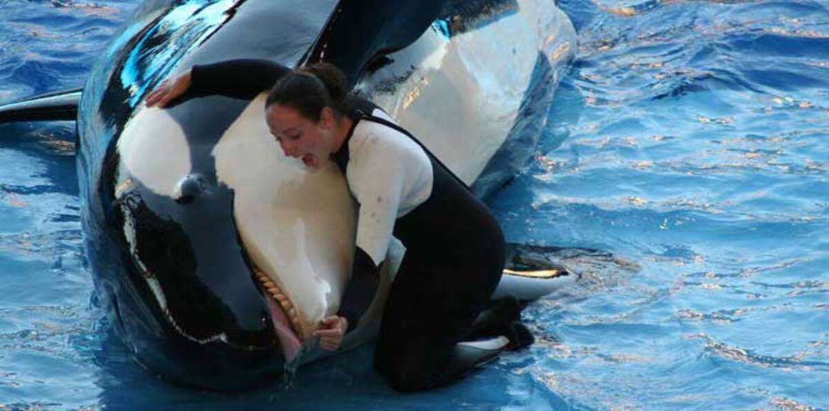 "الحوت القاتل" لن يدخل أبوظبي