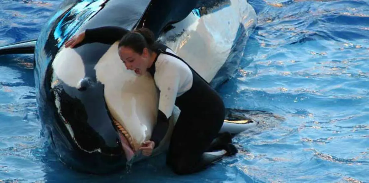 "الحوت القاتل" لن يدخل أبوظبي