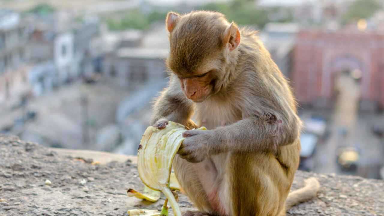 فرار قرود عدوانية من شاحنة في مسيسيبي