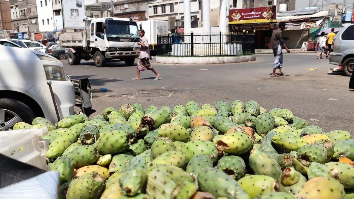 فاكهة التين الشوكي تغزو أسواق عدن