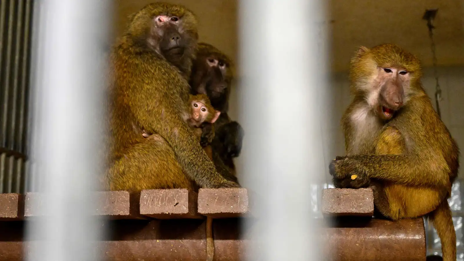 الحد من استخدام القردة للأغراض العلمية.. ماذا ينوي ترامب؟