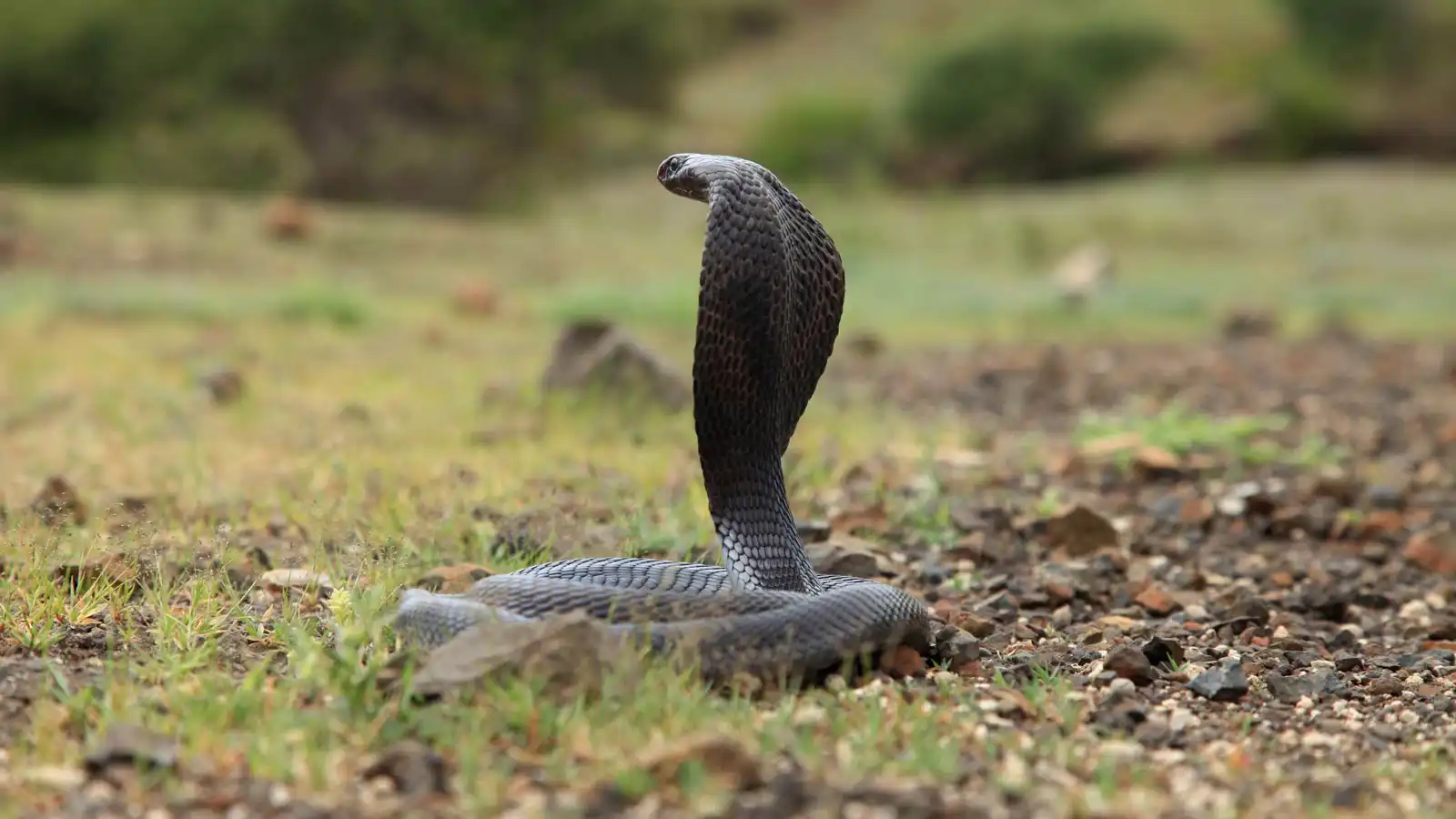 كوبرا تقتحم غرفة فندق وتُرعب النزلاء في تايلاند (فيديو)