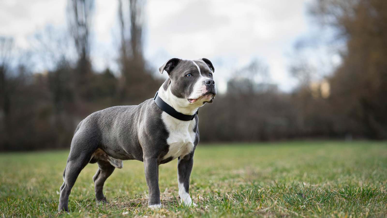 كلب "بيتبول" ينقذ أطفالًا من هجوم كوبرا (فيديو)