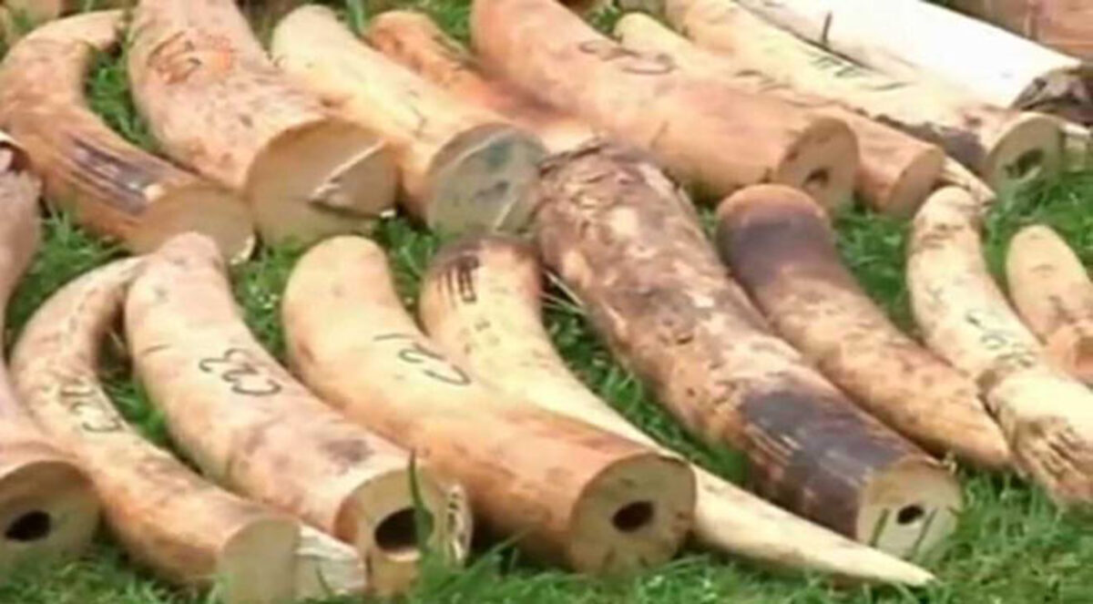 أوغندا تضبط شحنة عاج بـ5ر1 مليون دولار