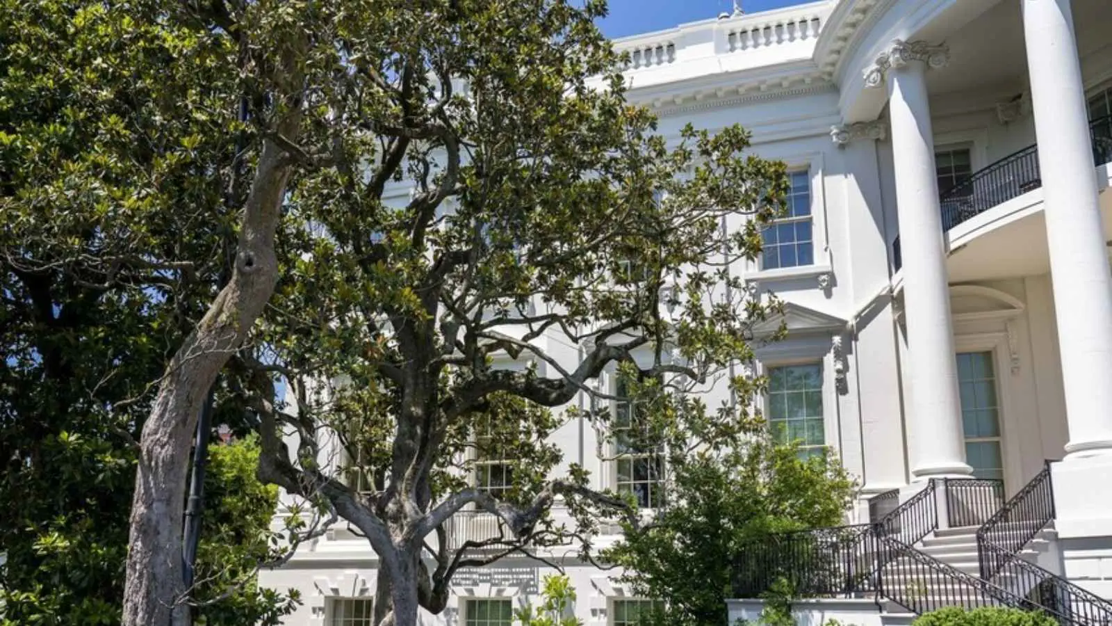 ترامب يعتزم إزالة شجرة تاريخية من حديقة البيت الأبيض.. ما القصة؟