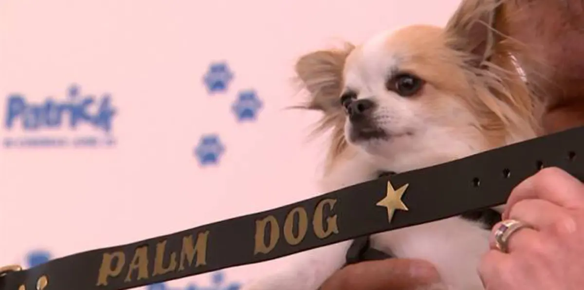 كلب شيواوا "شجاع" يفوز بجائزة سعفة الكلب بمهرجان كان