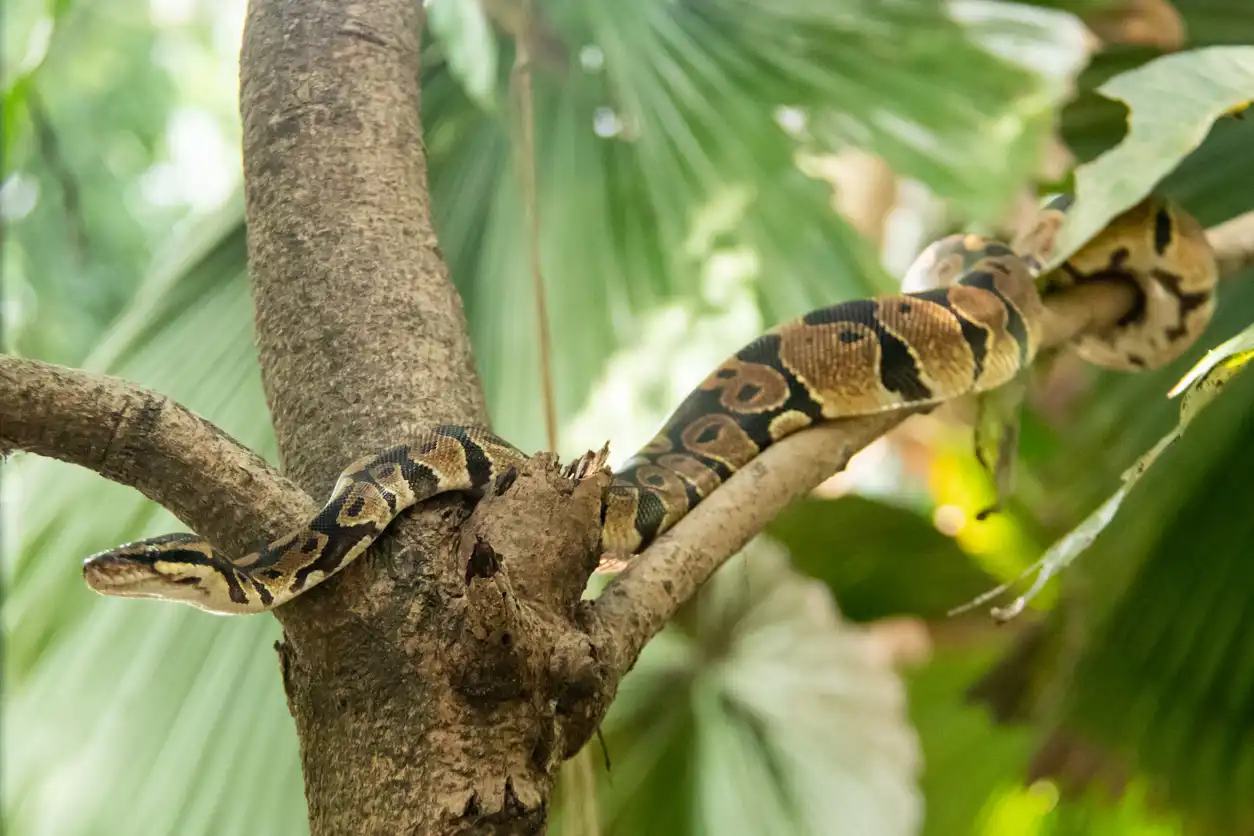 ثعبان بايثون