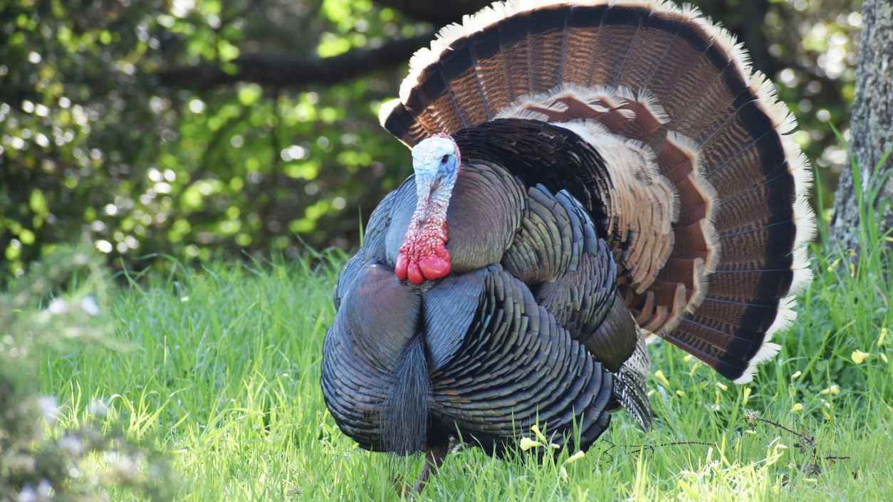 بينها "الديك الرومي".. فتوى شرعية تبيح تحديد مهور بديلة للذهب