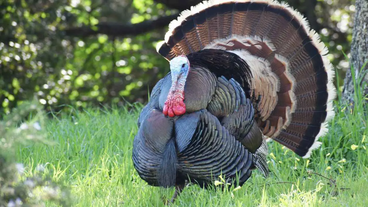 بينها "الديك الرومي".. فتوى شرعية تبيح تحديد مهور بديلة للذهب