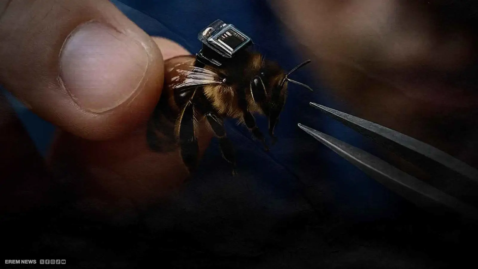 "جواسيس النحل".. كيف حولت الصين الحشرات إلى أدوات تجسس؟