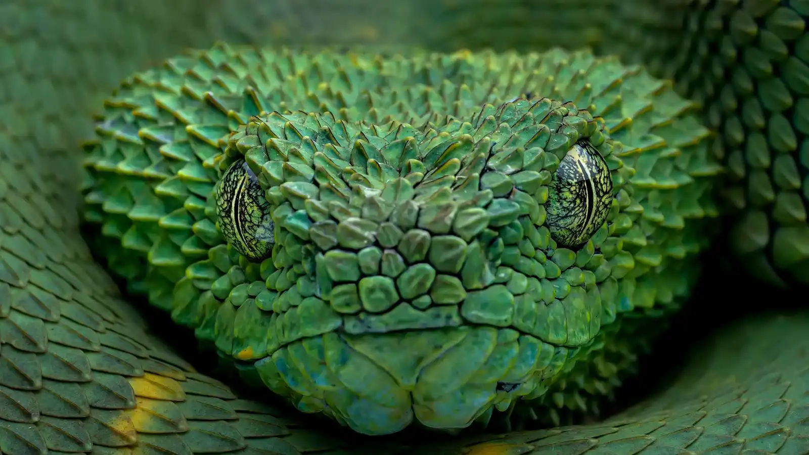 لماذا تظل بعض الثعابين سامة حتى بعد قطع رؤوسها؟