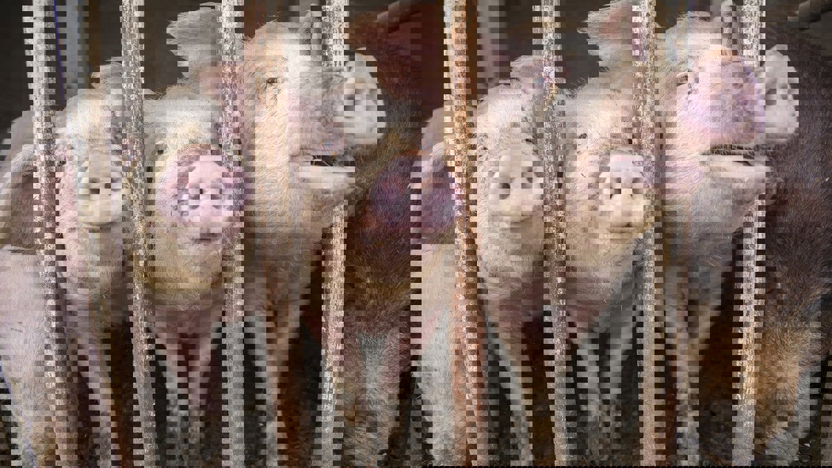 مصدره الخنازير .. تحذير من فيروس جديد في الصين قد يتحول إلى جائحة