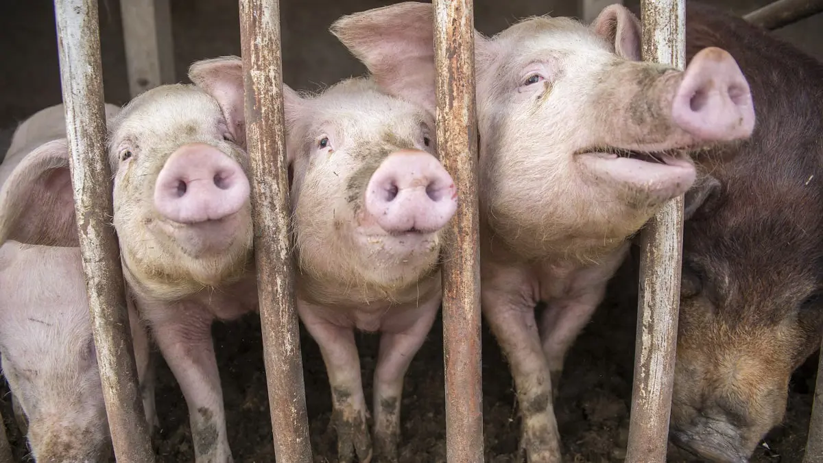 مصدره الخنازير .. تحذير من فيروس جديد في الصين قد يتحول إلى جائحة