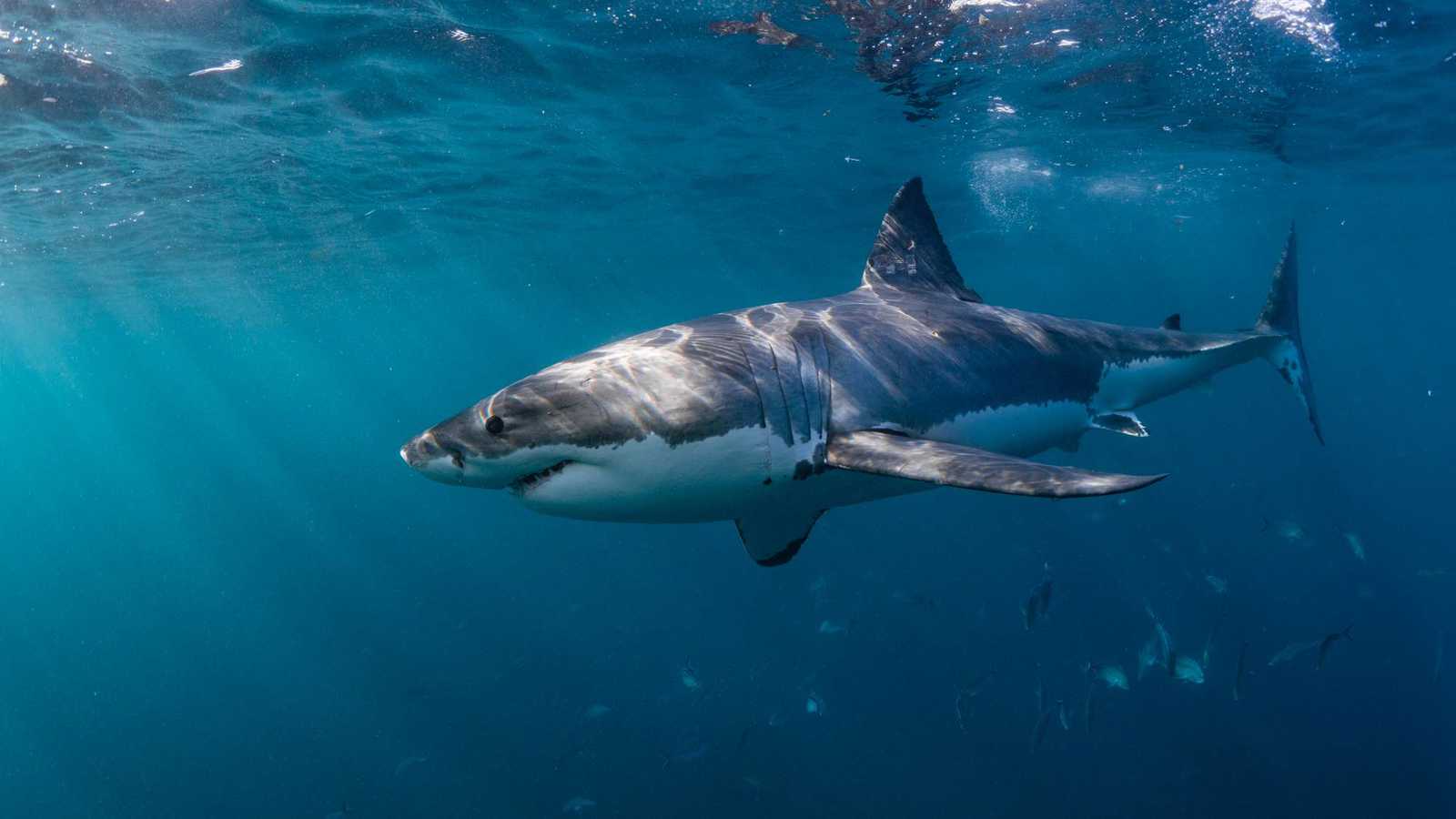 سمكة قرش تهاجم طفلا في فلوريدا الأمريكية