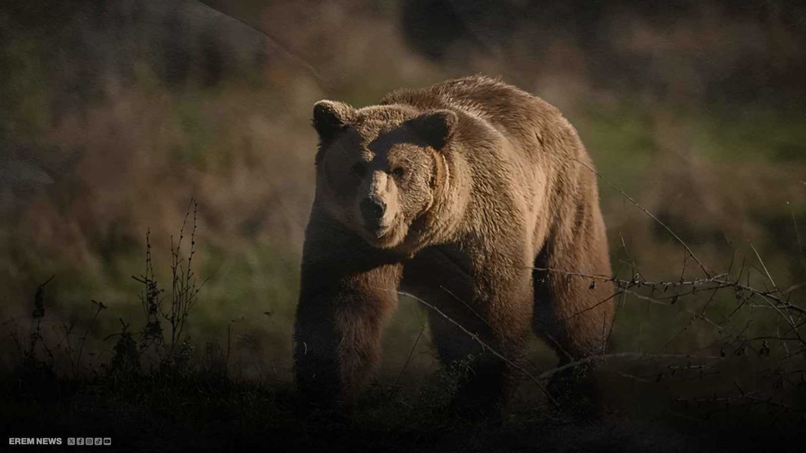 الهجمات تتصاعد.. رذاذ فلفل لطرد الدببة في اليابان (فيديو إرم)