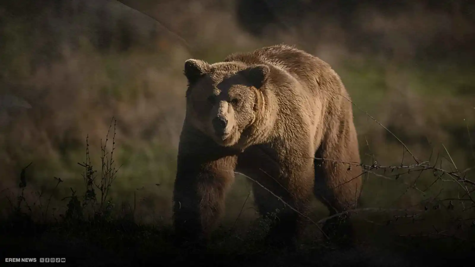 الهجمات تتصاعد.. رذاذ فلفل لطرد الدببة في اليابان (فيديو إرم)