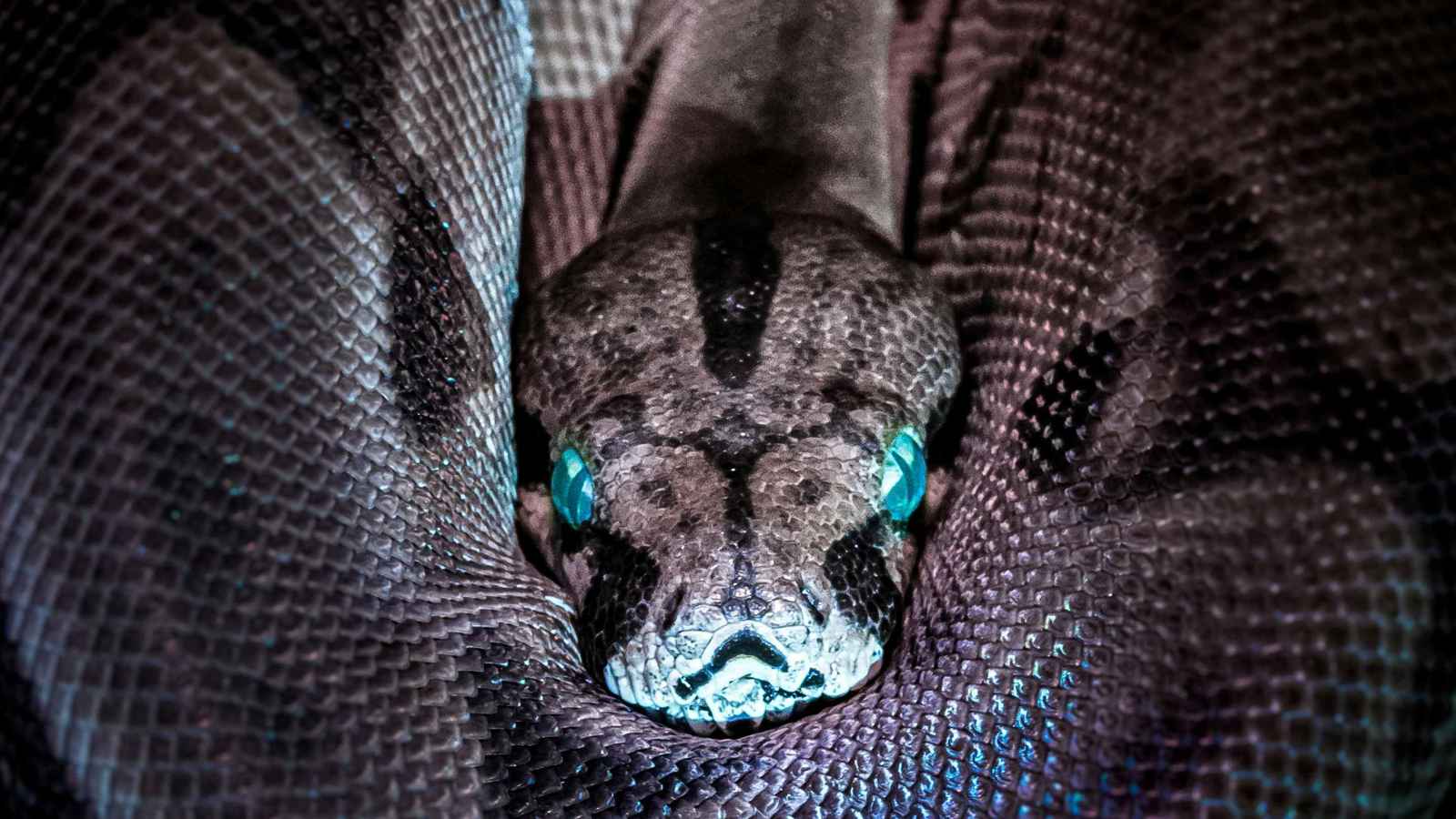 رجل يطلق ثعبانين مرعبين في ممر مبنى بسبب كلب جاره (فيديو)